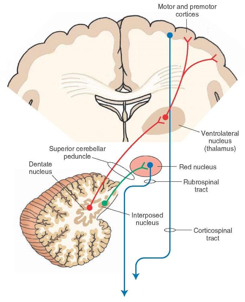 Neocerebellum (cerebro Dr Maha ELbeltagy cerebellum) It includes the most 2-cerebellar hemispheres + dendate nuclei.