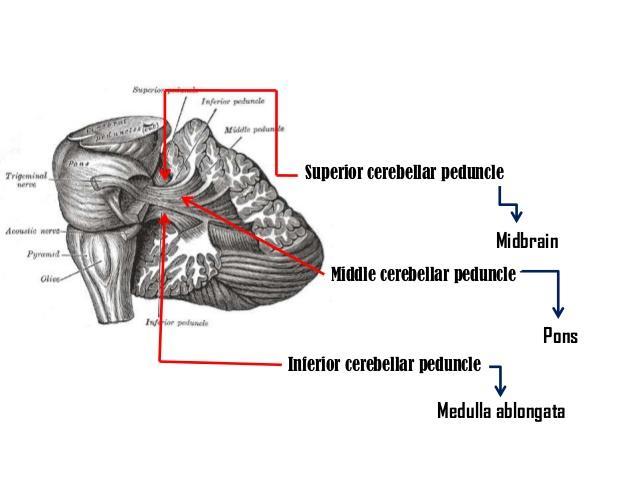 Middle cerebellar peduncle (afferent Pontocerebellar fibres (cortico-ponto-cerebellum) to dentate nucleus) Inferior cerebellar peduncle (afferent) Fibres entering cerebellum (restiform body)