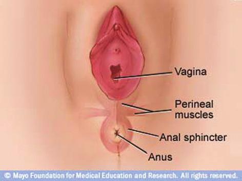 Where is is my my perineum and and what what happens happens during childbirth? during childbirth? Your perineum is the area between your vaginal opening and your rectum.