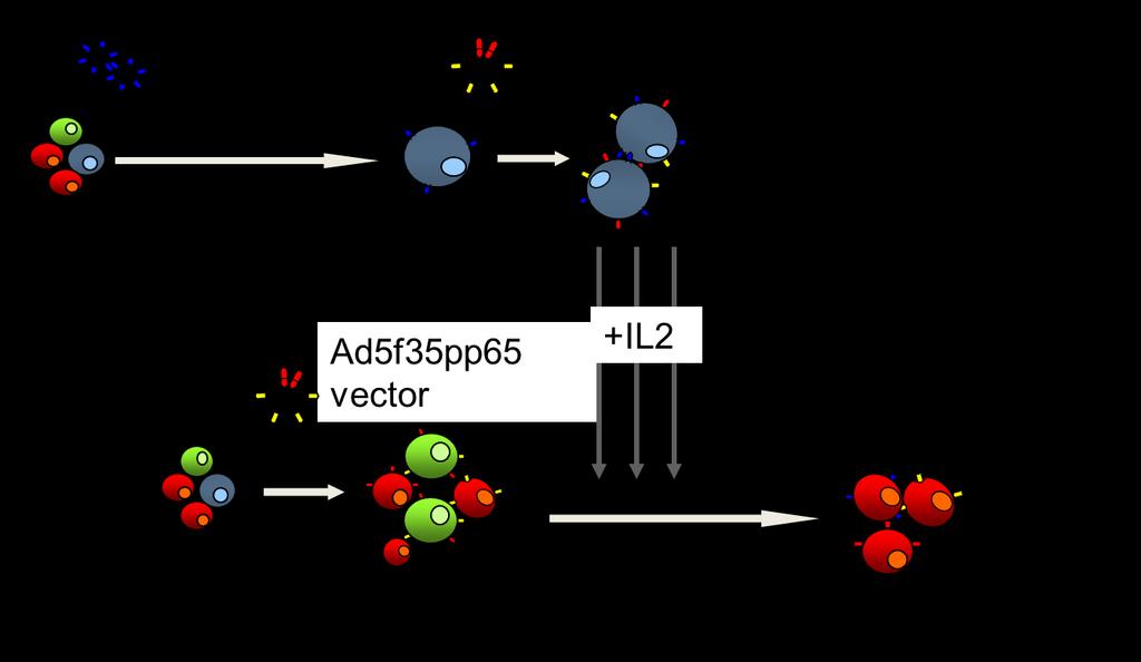 6. Engineered T cells A.