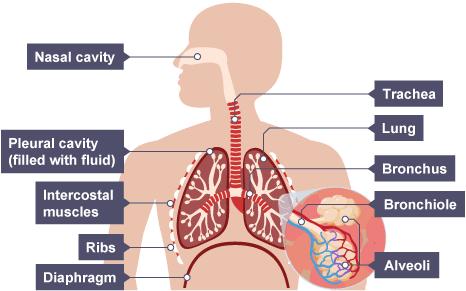 THE LUNGS are adapted for gas exchange. Alveoli are adapted for efficient gas exchange INHALATION happens because pressure in the chest cavity is reduced.