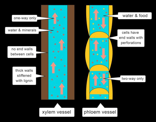 transport. Xylem tissue transports water and mineral ions from roots to stems and leaves.