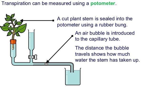 Transpiration = The loss of water vapour from the leaves.