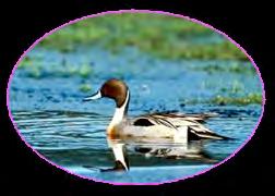 Wild waterfowl return migration and