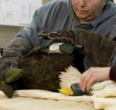 Avian Influenza: 2014-15 WA Sampling Results Case # COLLECTED SPECIES COUNTY SUBTYPE CONF DATE AGENCY 2 12-08-2014 Mallard Whatcom EA/AM H5N2 12-24-2014 WDFW 3 12-16-2014 American
