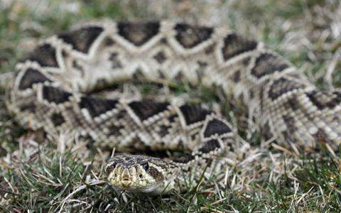 Progress in Fighting Snakebite Deaths AP An eastern diamondback rattlesnake at the home of Chuck Hurd, a Virginia man who collects poisonous snakes This story comes from VOA Special English, Voice of