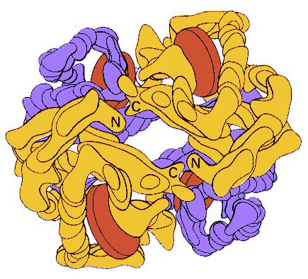 emoglobin: tetramer α 2 β 2, 4 O 2 2,3-BG