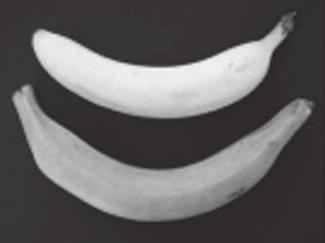 7 (d) Fig. 2.3 shows a banana and a similar fruit called a plantain. banana plantain 100 mm Fig. 2.3 Suggest an investigation to find out if fruit flies are more likely to feed on banana or plantain.