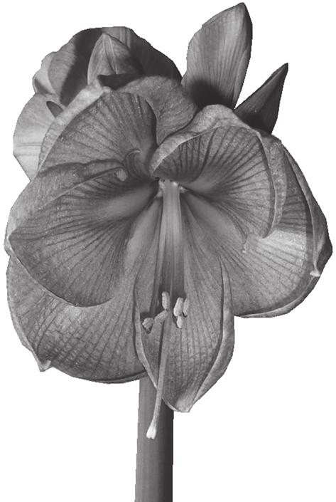 8 3 Fig. 3.1 is a photograph of the flower of Amaryllis, Hippeastrum aglaiae. A... B... C... D... 20 mm Fig. 3.1 (a) (i) On Fig.3.1, name the parts of the flower labelled A, B, C and D.