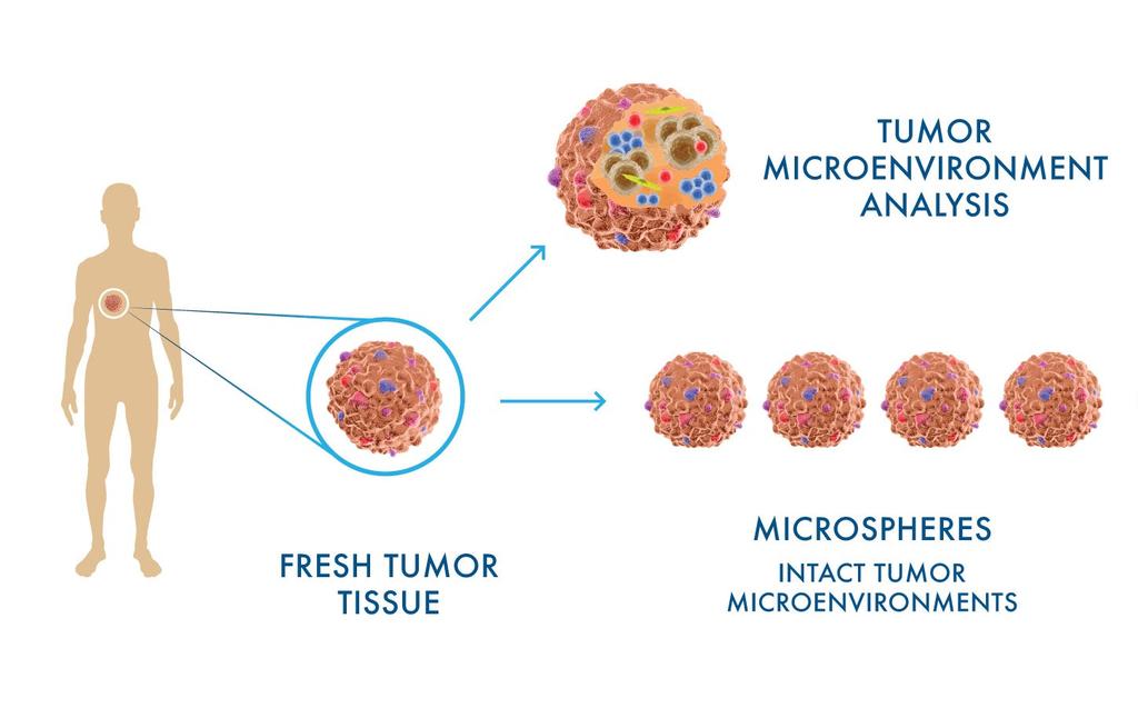 3D-EX: Ex vivo drug testing and biomarker discovery using fresh tumor microspheroids TUMOR MICROENVIRONMENT ANALYSIS FRESHTUMOR TISSUE - TIL activation and composition - Multiplex cytokine/chemokine