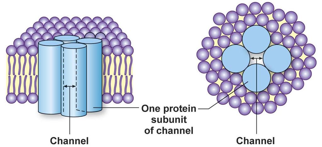 lipid solubility - lipid-soluble (non-polar) molecules are more permeable - polar molecules and ions do not
