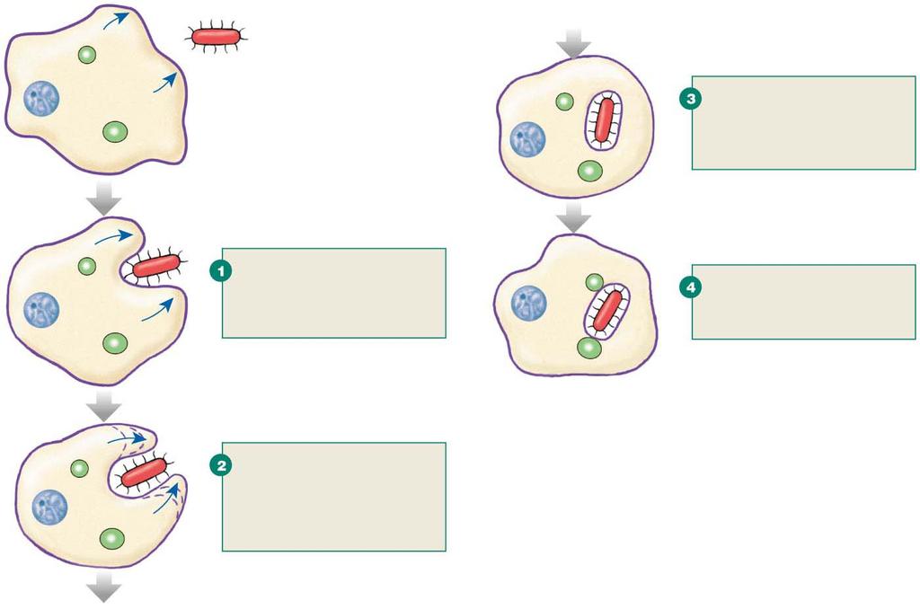 Figure 5.18 Phagocytosis Slide 3 Figure 5.