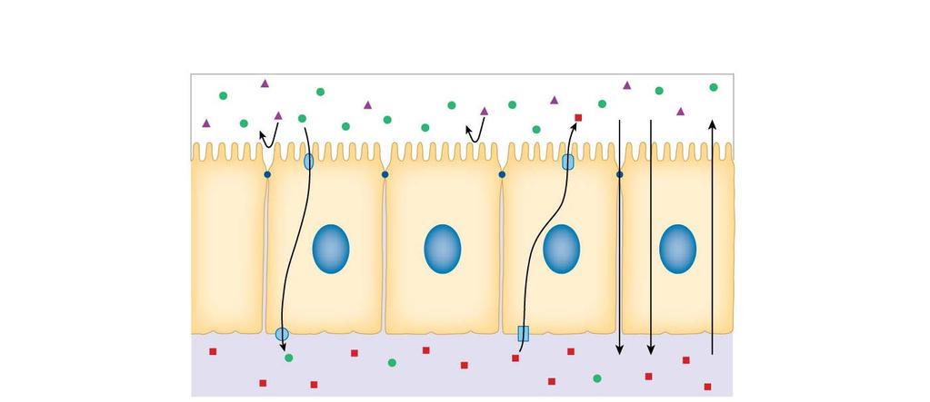 Ehelial Transport Absorption from lumen to extracellular fluid (ECF) Secretion from ECF to lumen Transcellular transport of glucose uses membrane proteins Apical membrane with microvilli faces the