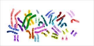 & Karyotypes The form of cell division by which gametes, with half the number of chromosomes, are produced.