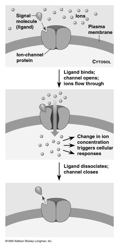 2. Ion Channel Receptors Structure: Protein