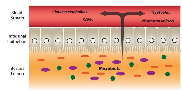 Hormone-like metabolites produced or regulated by the microbiota