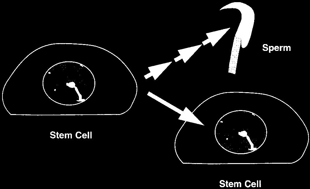 andr 21_621 Mp_778 File # 21em 778 Journal of Andrology November/December 2000 Figure 3. Two possible fates of a stem cell spermatogonium. Figure 5.