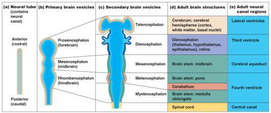Lecture 19 1 Divisions of the Nervous System
