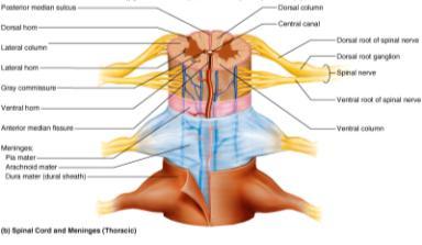 arachnoid Space between the dura mater and the vertebral body is called the
