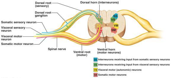 Spinal Cord and Nerve Roots Figure From: Marieb & Hoehn, Human Anatomy & Physiology, 9 th ed.