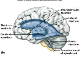 hemispheres and brain stem continuous with central canal of spinal cord filled with