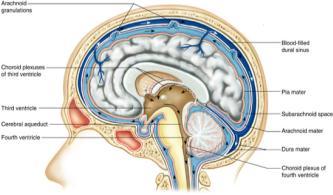 completely surrounds brain and spinal cord clear liquid (more Na + and Cl -, but less K