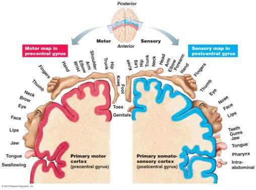 area (temporal lobe) Association areas (all lobes) Basal nuclei Limbic system Diencephalon Thalamus Hypothalamus Brainstem Midbrain Pons Medulla Oblongata Reticular formation (system) Cerebellum