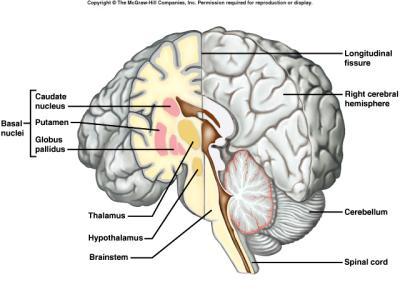called the striatum), and the globus pallidus subconscious control certain muscular activities, e.g., learned movement patterns 1.