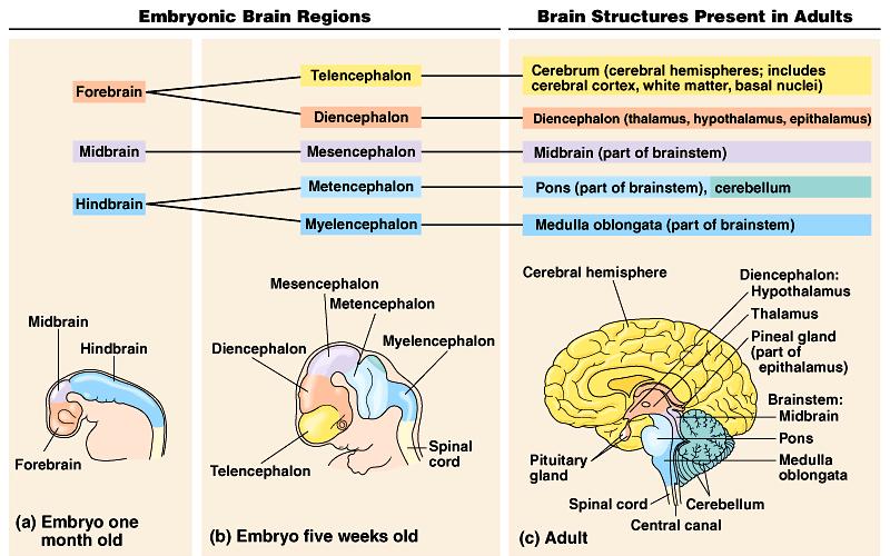 3. Embryonic development of the vertebrate brain reflects its