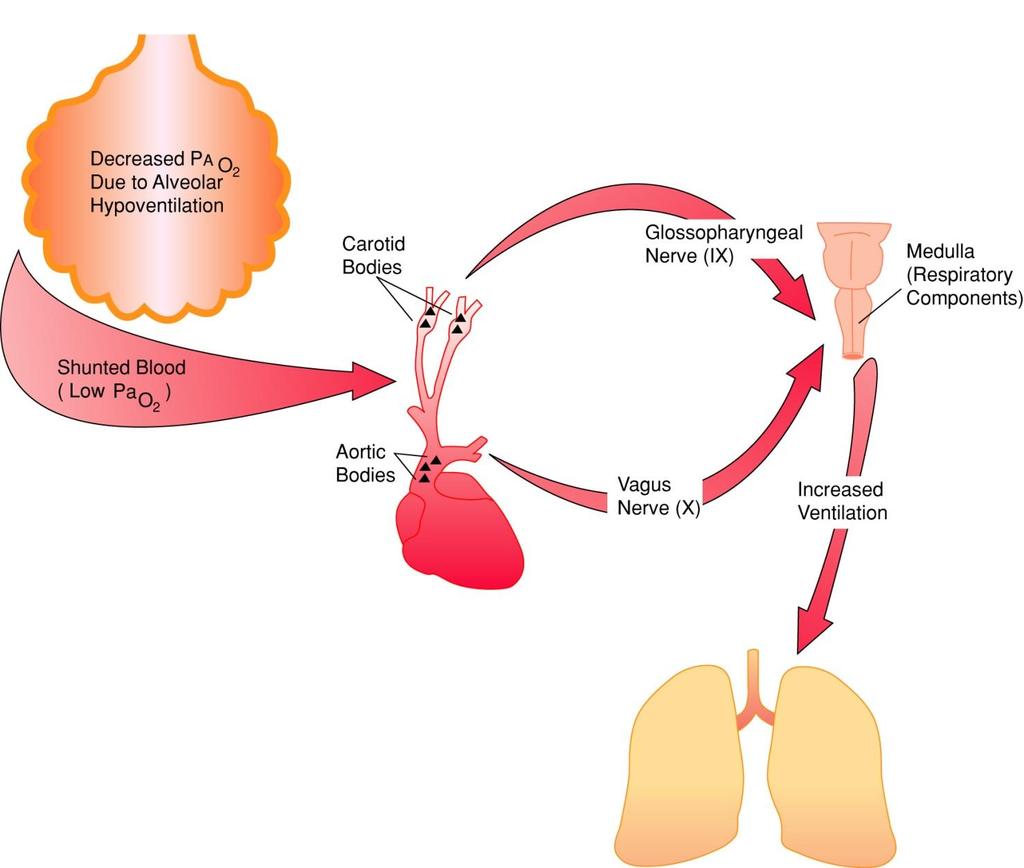PaO 2 and Alveolar Ventilation Fig. 9-5.