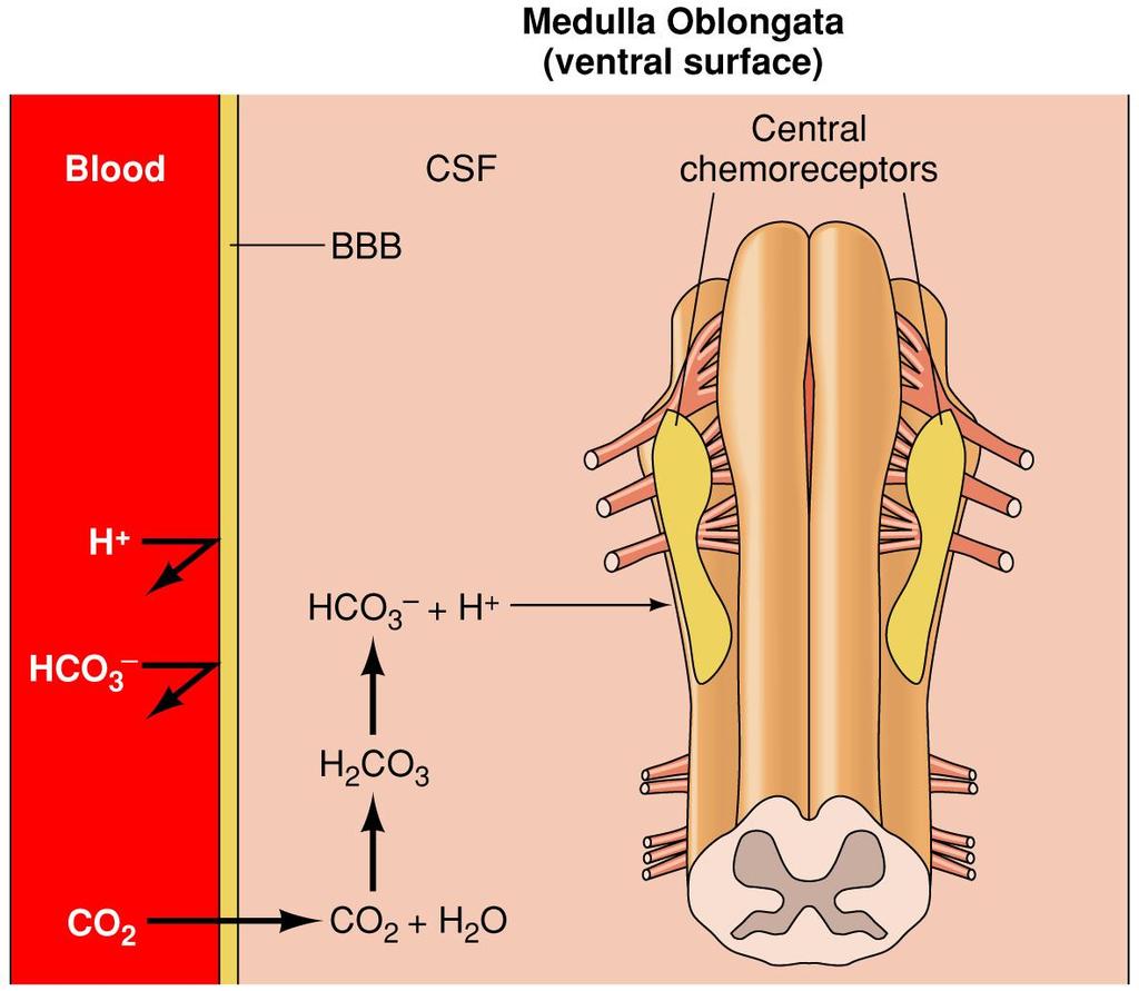 Blood-Brain Barrier (BBB) and CO 2, HCO 3, and H + Fig. 9-3. The relationship of the blood-brain barrier (BBB) to CO 2, HCO 3, and H +.