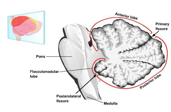 Cerebellum Three lobes 1. Anterior lobe 2. Posterior lobe 3.