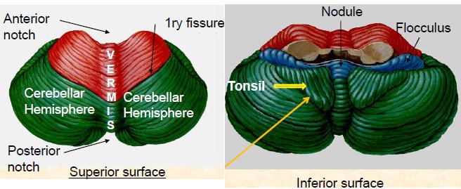 Anterior and Posterior notchs Primary fissure: separates the anterior & posterior lobes.