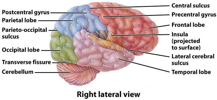 Component Structures of the Brain Frontal Lobe = Motor/Speech Parietal Lobe = Sensory
