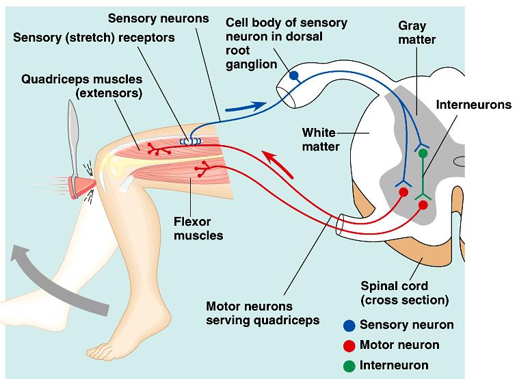 Simplest Nerve Circuit Reflex, or automatic response rapid response automated signal only goes to spinal cord no higher level