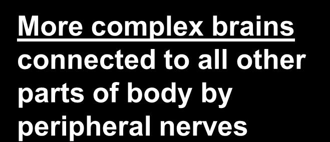 parts of body by peripheral nerves More