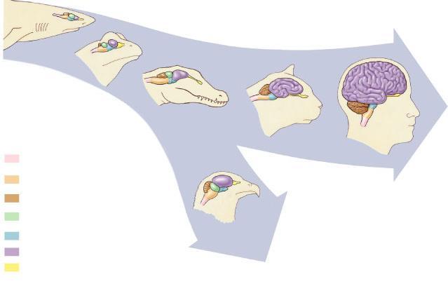 Evolution of vertebrate brain Shark hindbrain Spinal cord Frog Hind: Medulla oblongata Hind: Cerebellum Optic