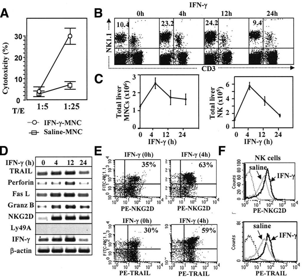 February 2006 NK CELLS INHIBIT LIVER FIBROSIS 447 Figure 9. Treatment with IFN- activates NK cells in the liver and enhances the cytotoxicity of liver MNCs against activated HSCs.