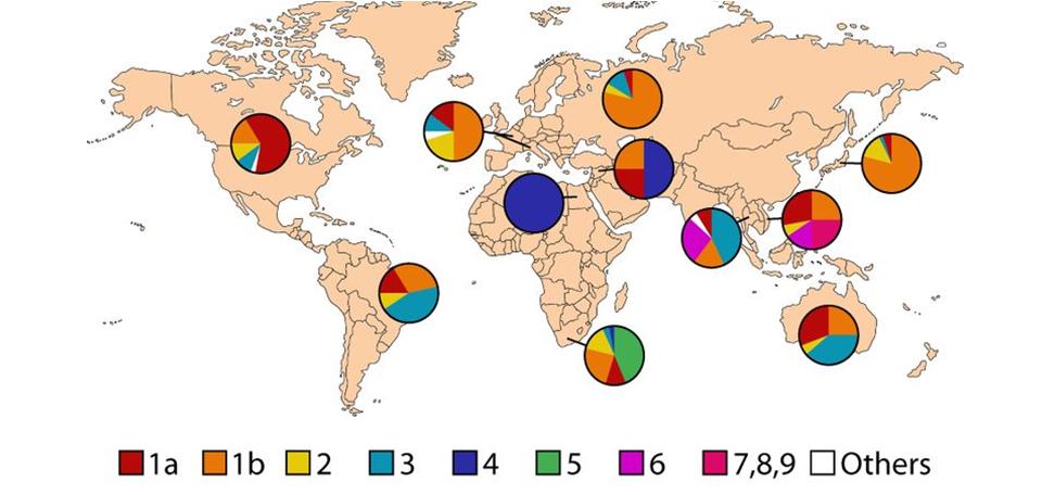 Distribution of Hepatitis C Genotypes Epidemiology of Infectious Diseases.