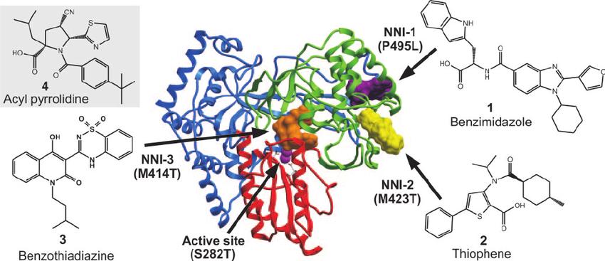 The HCV Polymerase (NS5B) The active site of the HCV polymerase is