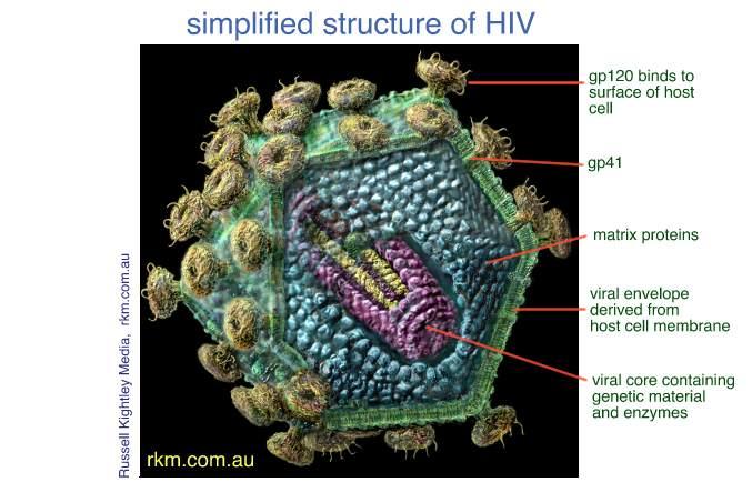 HIV Life Cycle & enetics! etroviruses (and transposable elements) appear to be part of every cell's genome! From bacteria to yeast, flies, fish, and humans!