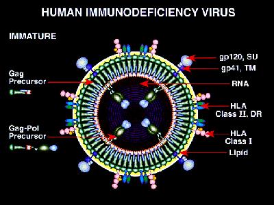 $/0*(& Overview of the HIV