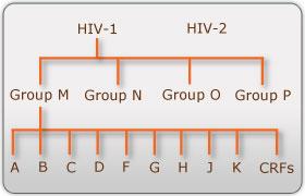 lobal distribution of HIV subtypes HIV Types, roups and ubtypes There are two types of HIV: HIV- and HIV- Both types are transmitted by sexual contact, through blood, and from mother to child, and