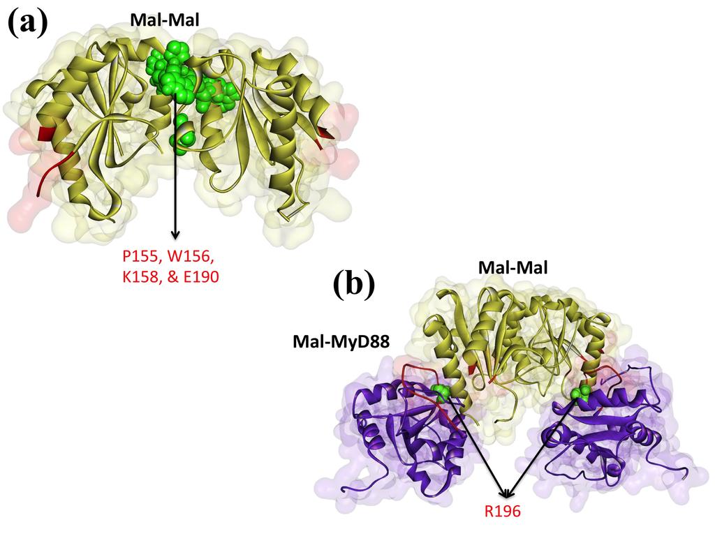 SUPPORTING INFORMATION The Architecture of the TIR Domain Signalosome in the Toll-like Receptor-4 Signaling Pathway Emine Guven-Maiorov 1, Ozlem Keskin 1, Attila Gursoy 2*, Carter VanWaes 3, Zhong