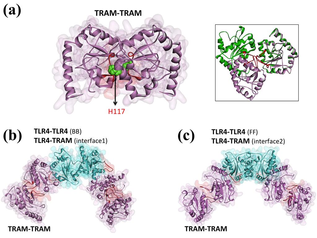 Figure S5, related to Figure 6: A detailed view of TRAM-homodimer and its interaction with the two opposite TLR4 dimer s. (a) TRAM homodimer, with BB-loops facing each other.