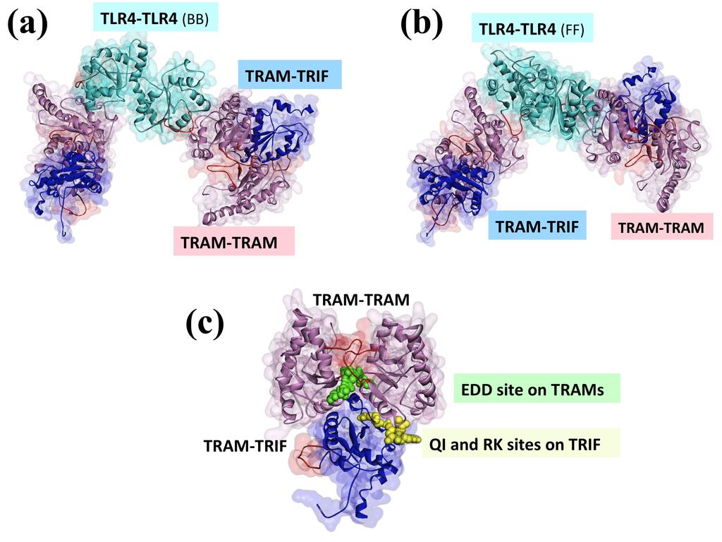 Figure S6, related to Figure 6: TRAM-TRIF interaction and TRIF-dependent TIRdomain signalosome for BB TLR4 dimer.