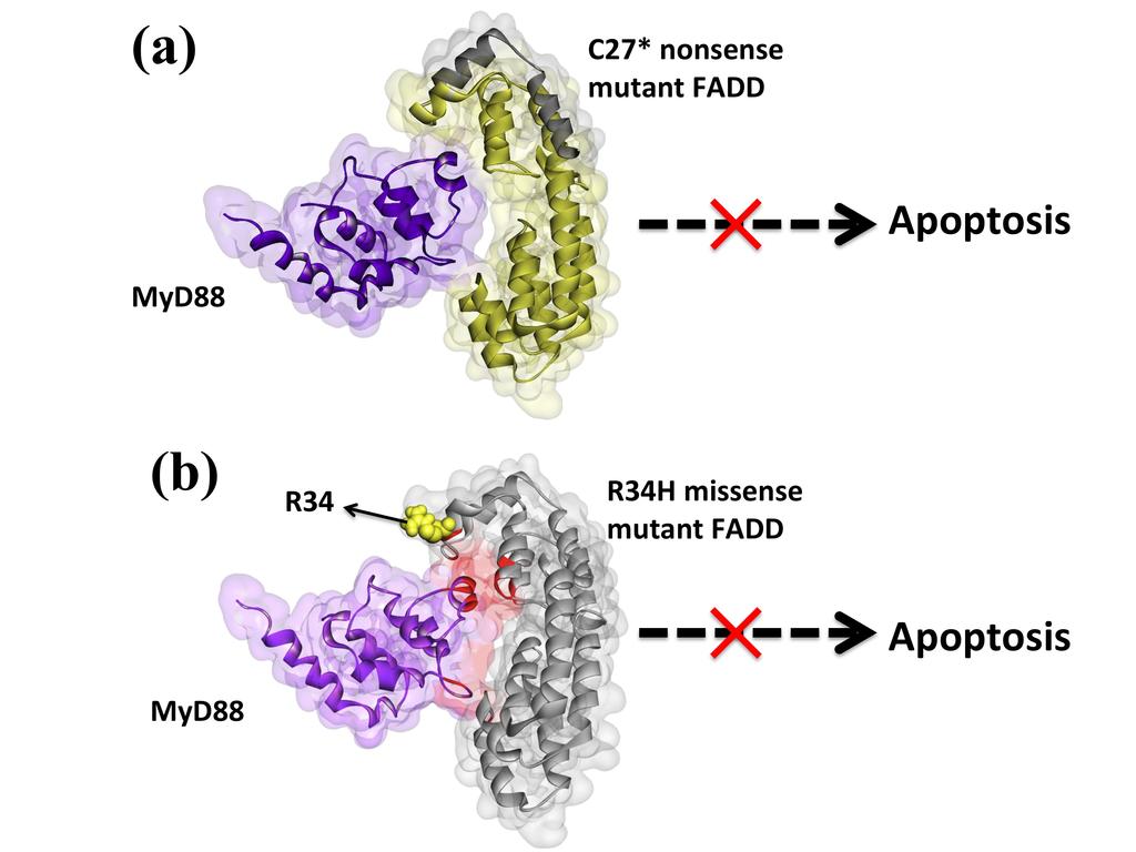 Figure S9, related to Figure 7: A nonsense and a missense mutation on FADD prevents FADD-MyD88 interaction.