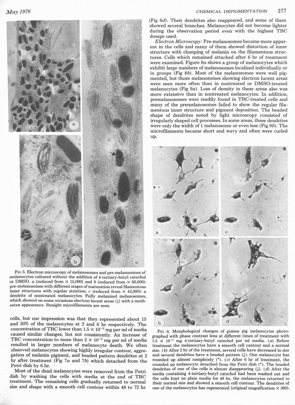 May1978 CHEMICAL DEPIGMENTATION 277 (Fig 6d). Their dendrites also reappeared, and some of them showed several branches.