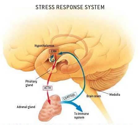 Hypothalamus/Pituitary Role Releases hormones like cortisol to help manage and direct
