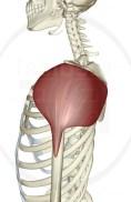 The direction of a muscle s force is referred to as it s line of pull.